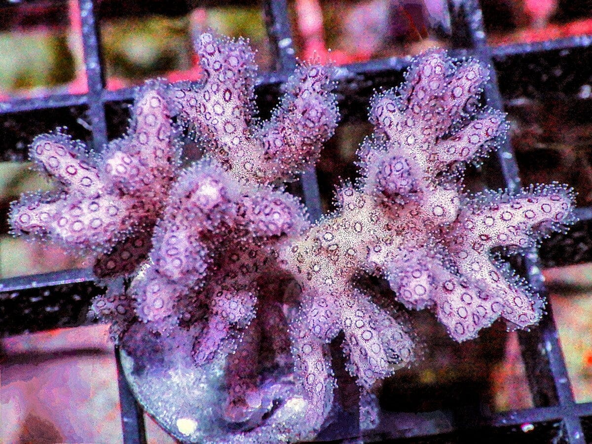 Pocillopora damicornis