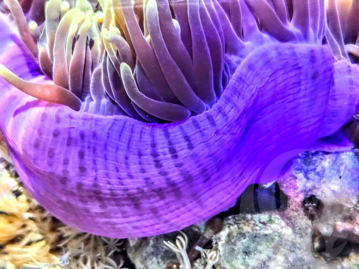 Pink-Purple Base Green tip Heteractis magnifica Anemone - WYSIWYG
