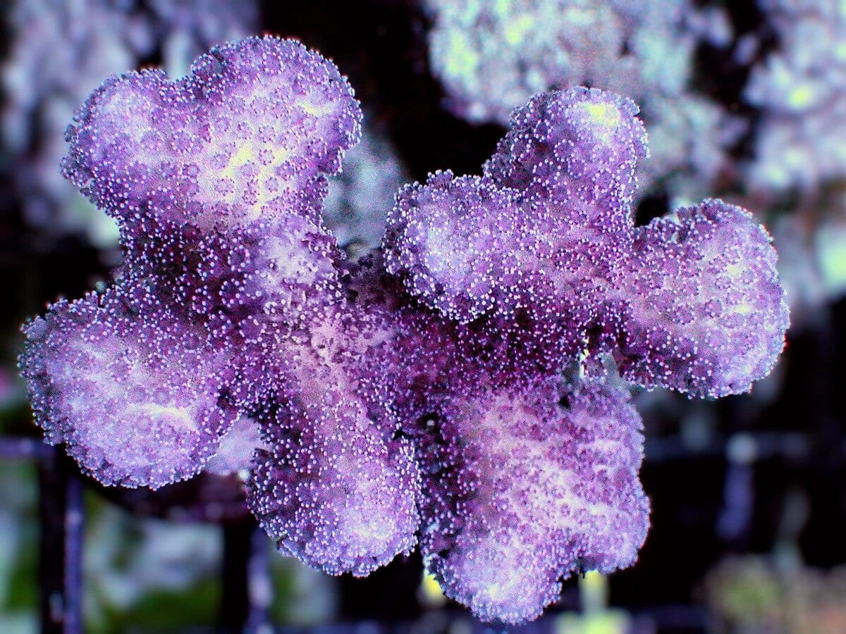 Stylophora pistillata