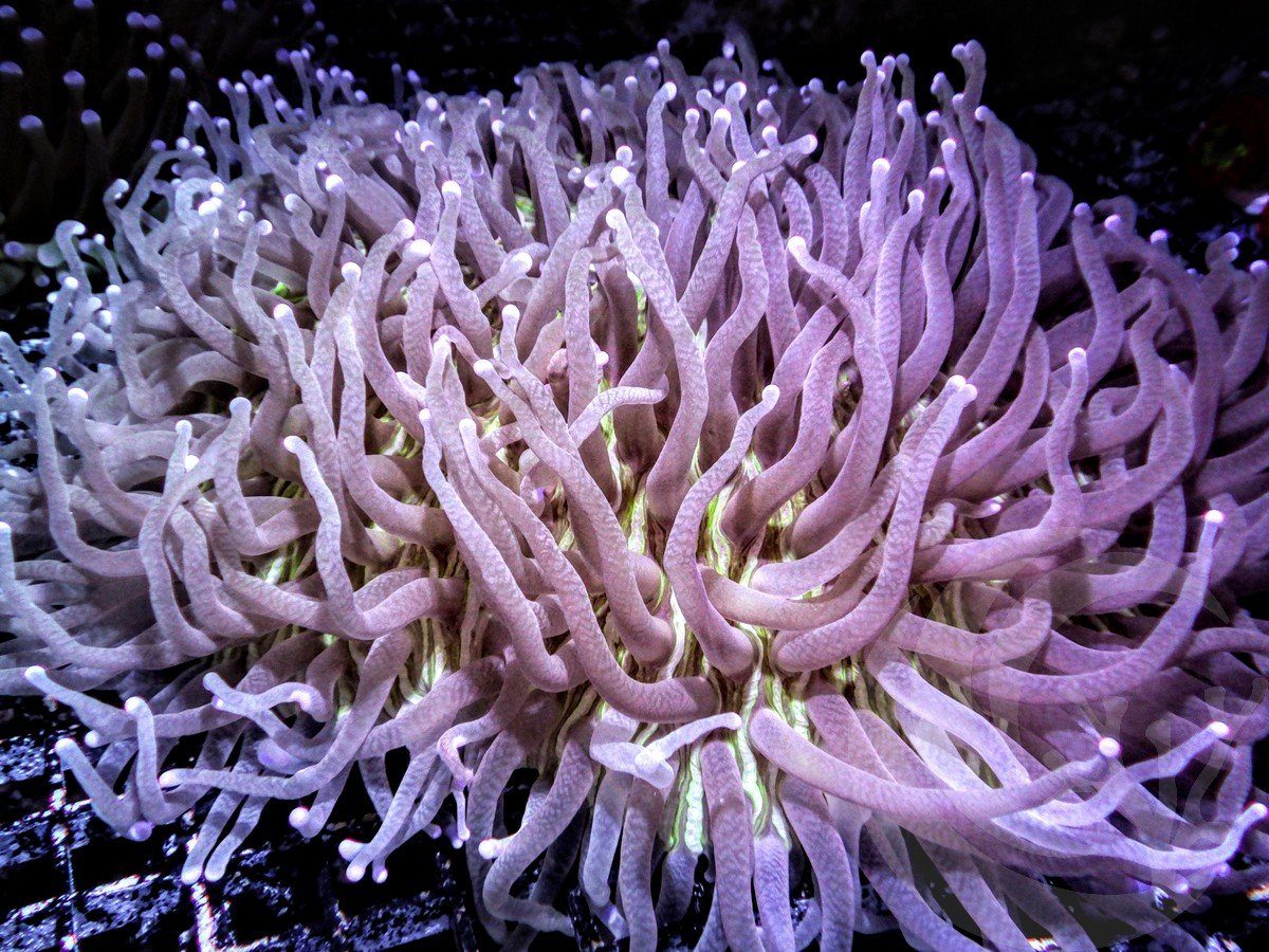 Heliofungia actiniformis