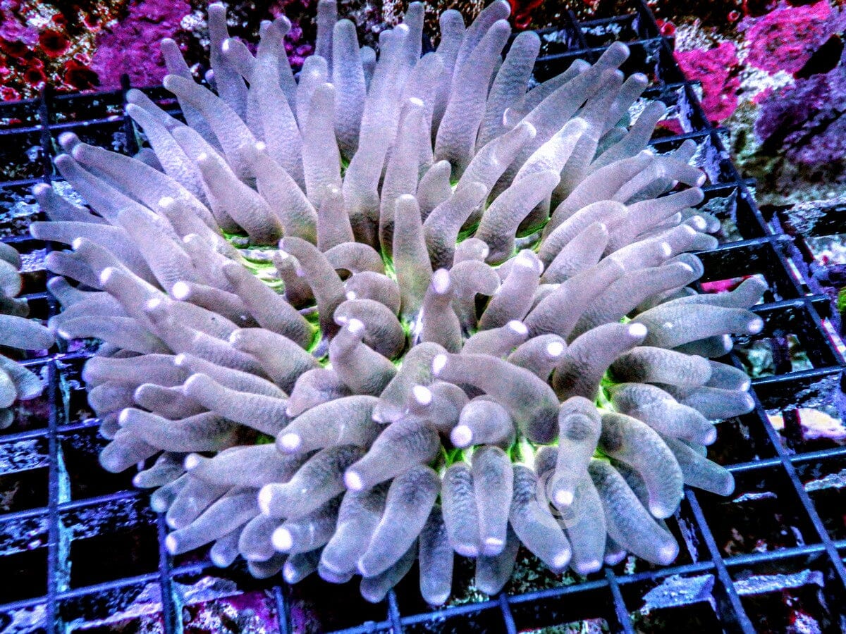 Heliofungia actiniformis