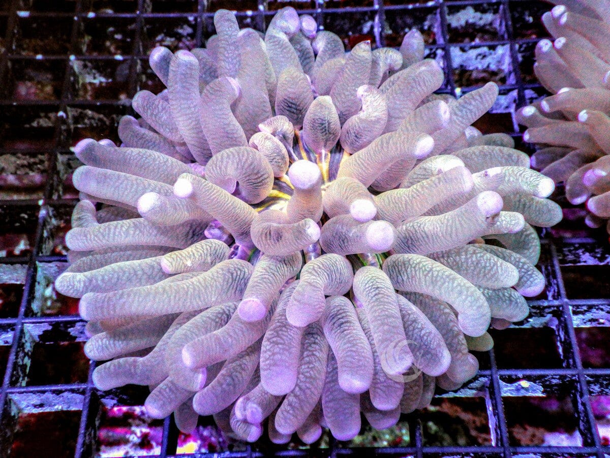 Heliofungia actiniformis