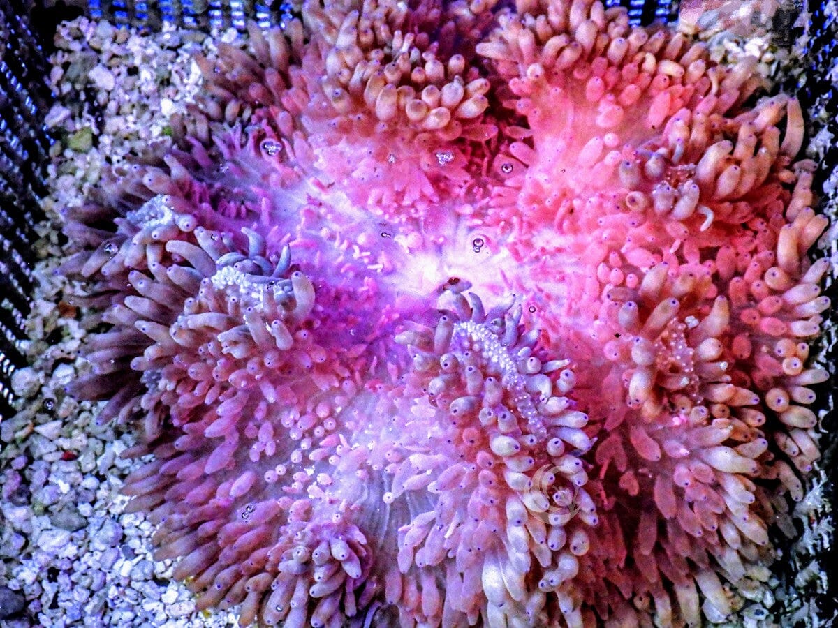 Purple tip Pink Heteractis crispa Anemone