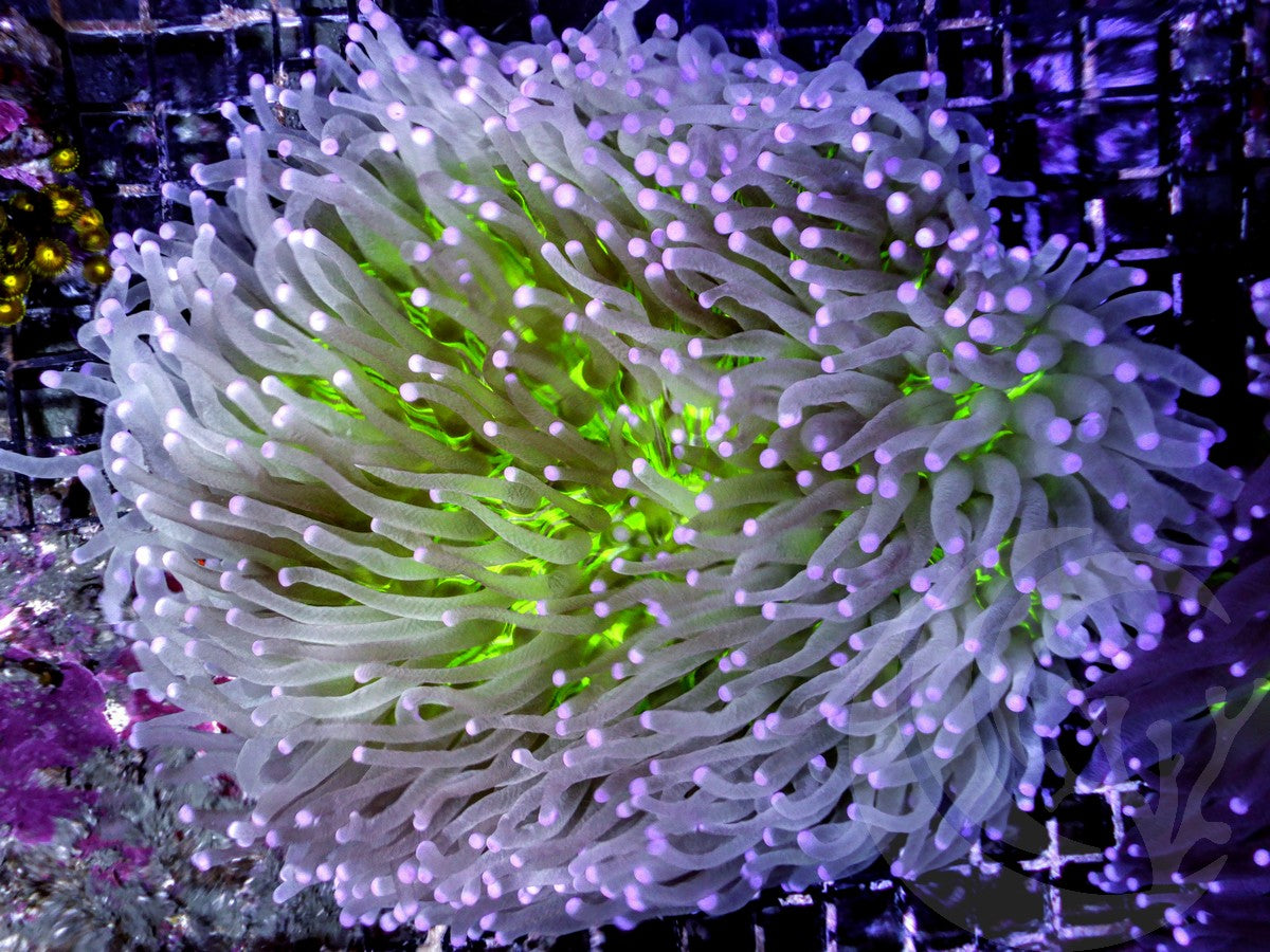 Heliofungia actiniformis