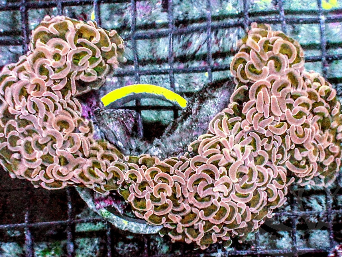 Pink Wall Hammer - WYSIWYG