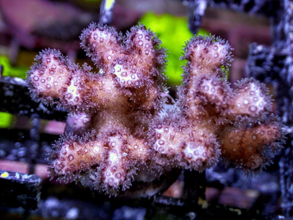 Pocillopora damicornis