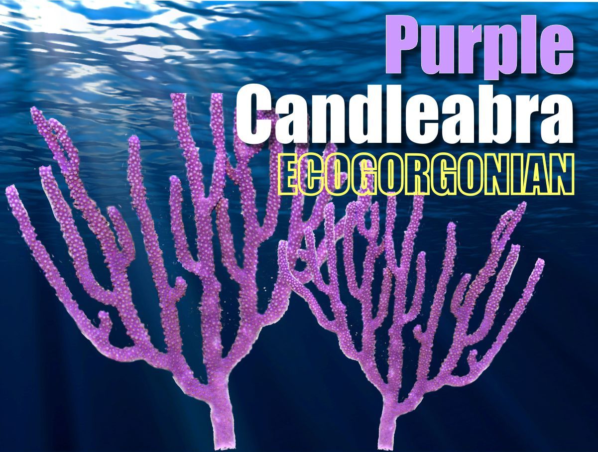 Purple Candelabra Photosynthetic Gorgonian
