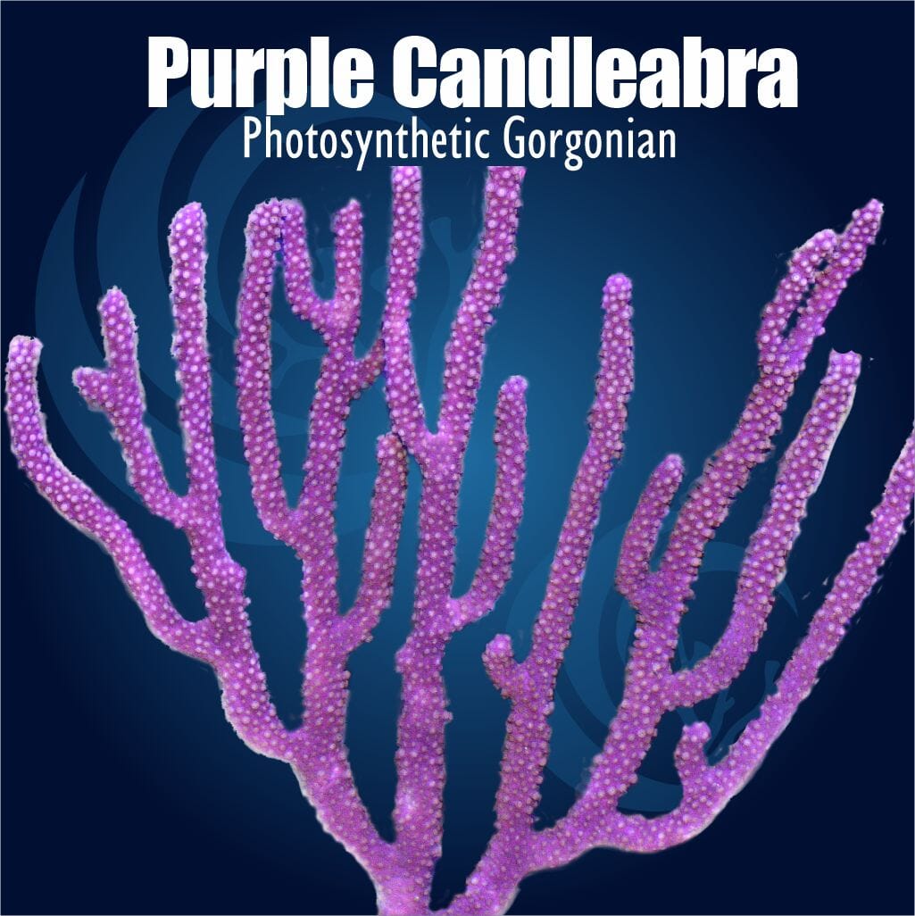 Purple Candelabra Photosynthetic Gorgonian Soft Coral