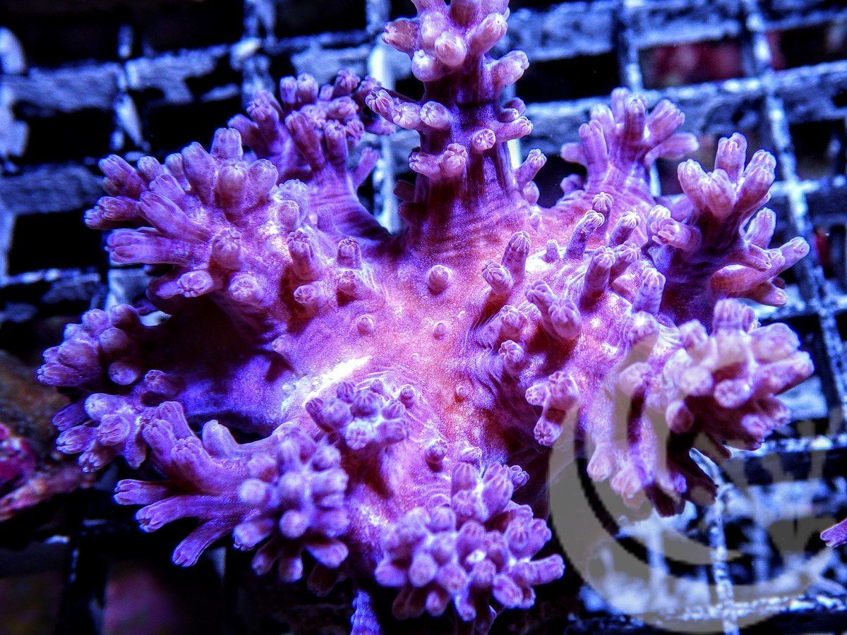 Cespitularia