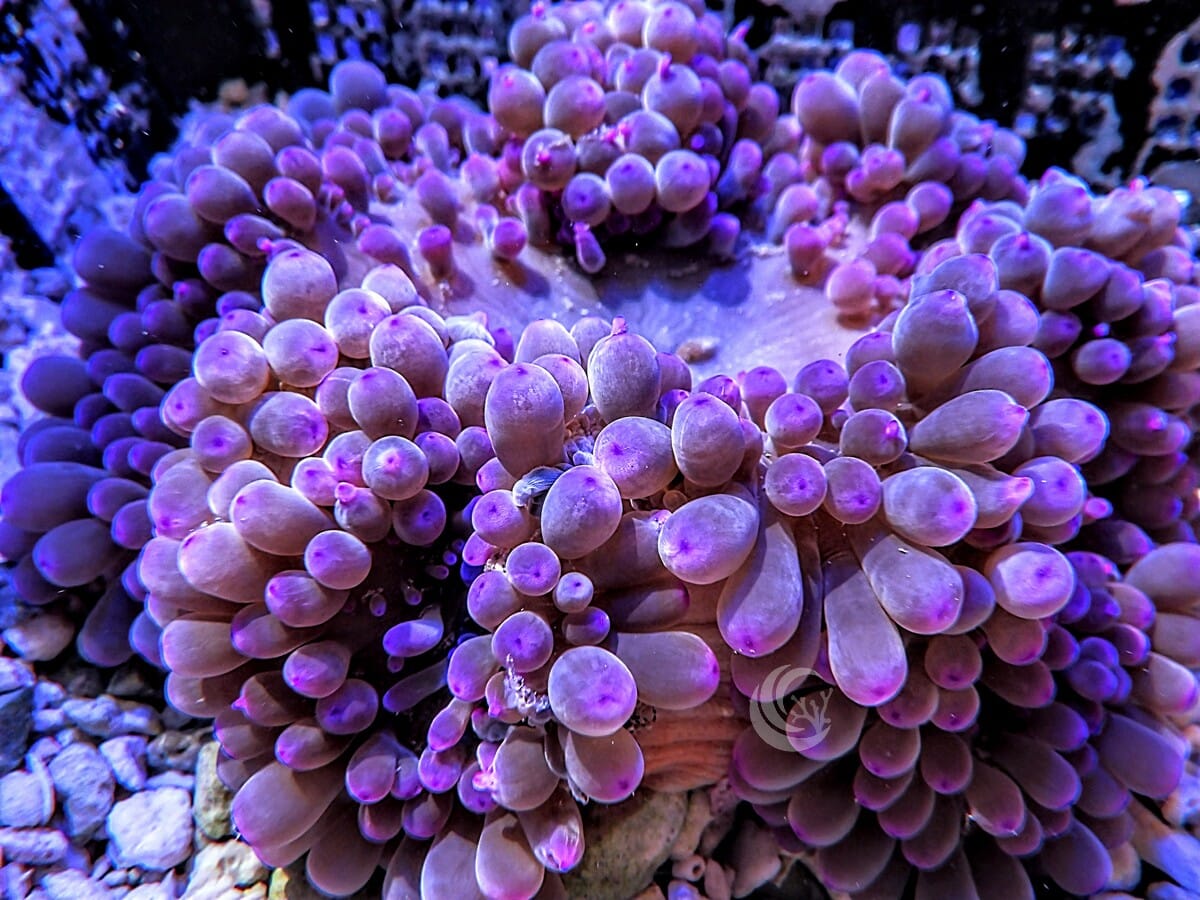 Purple Grape Heteractis crispa Anemone