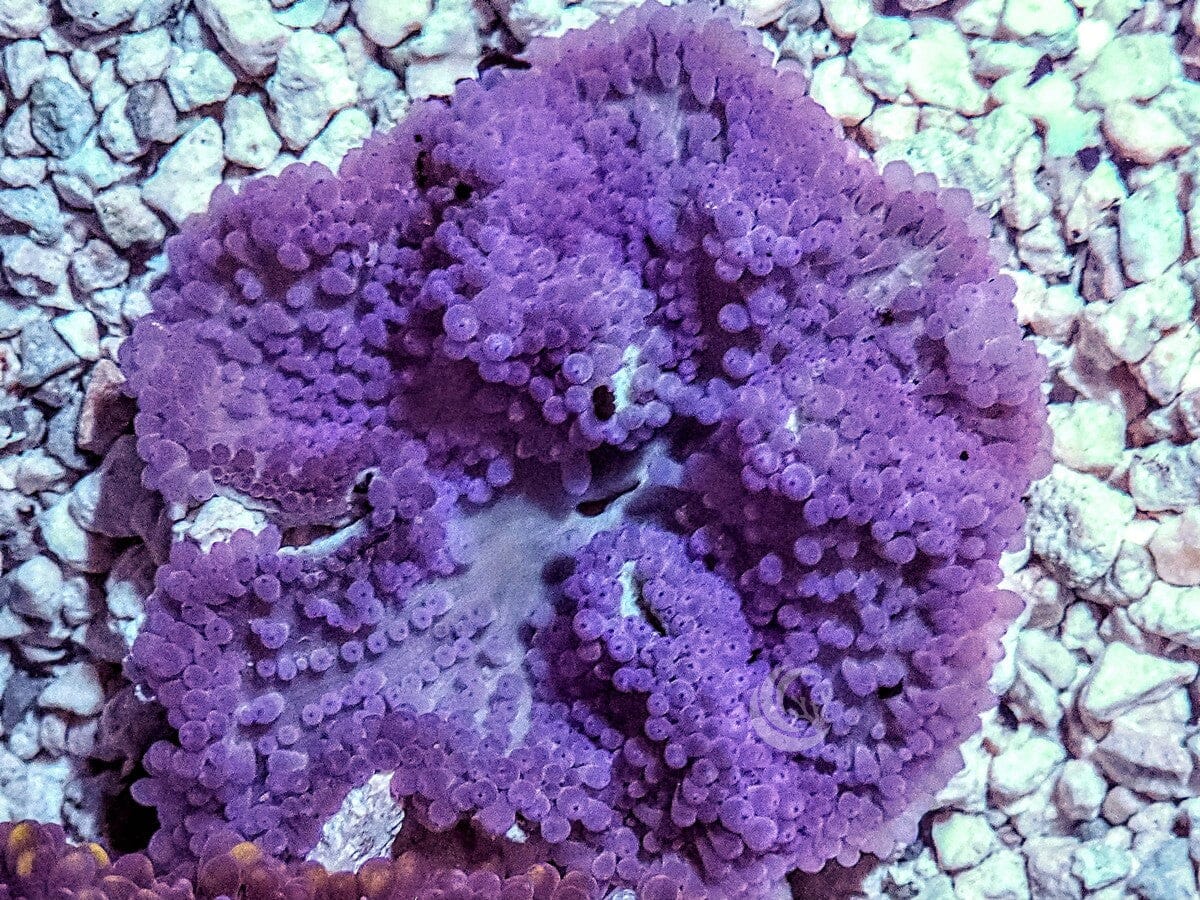 Purple Heteractis crispa Anemone - WYSIWYG