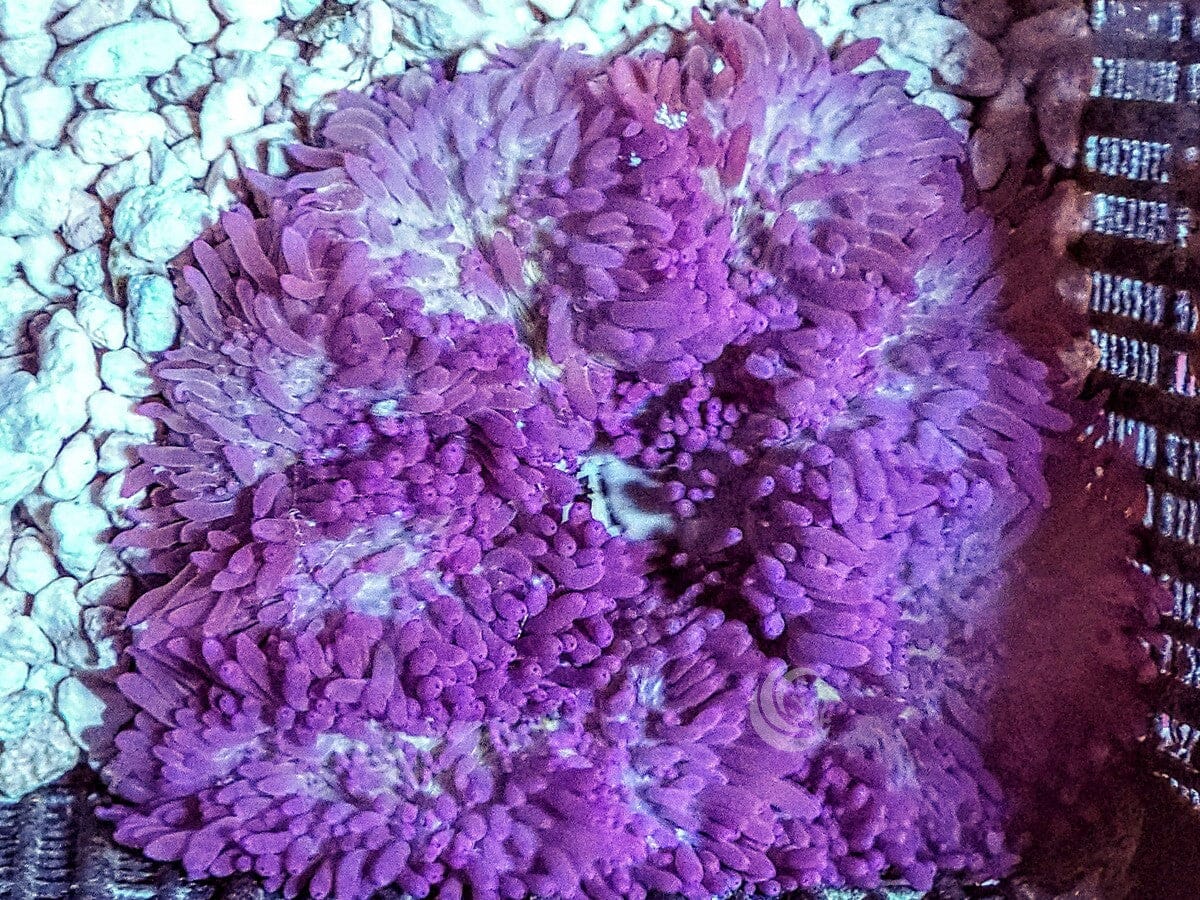 Purple Heteractis crispa Anemone - WYSIWYG