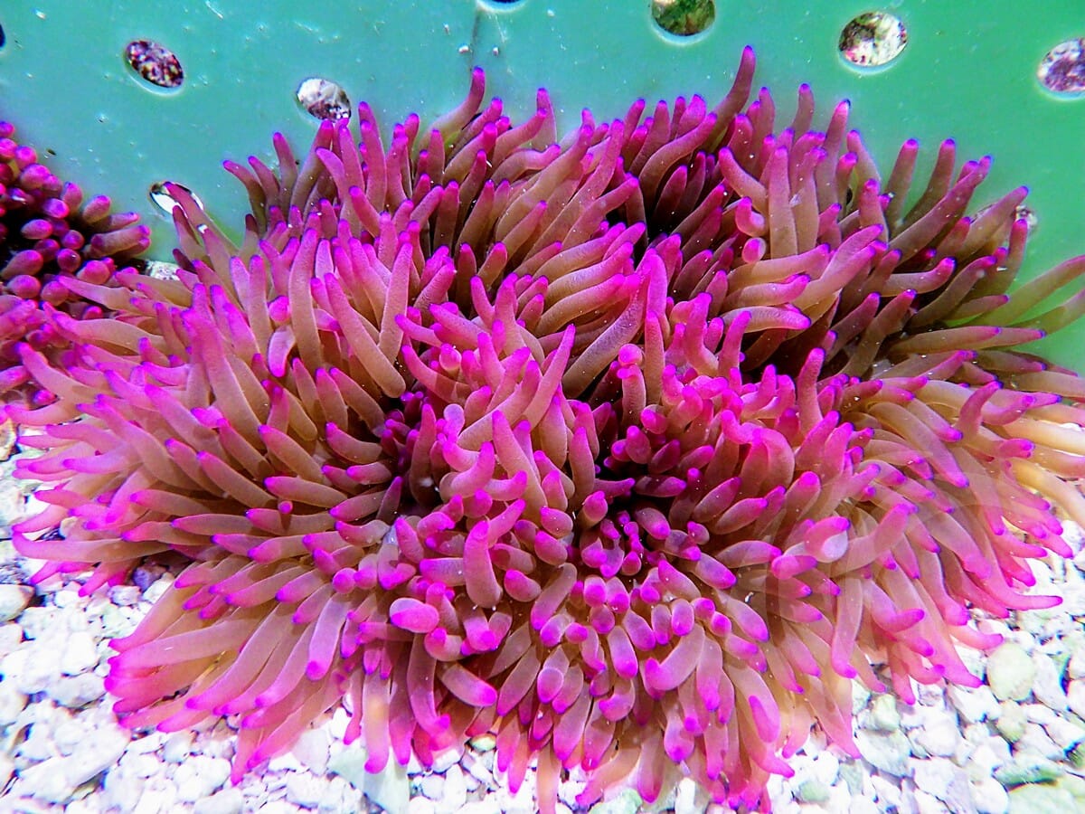 Purple Heteractis crispa  WYSIWYG Anemone