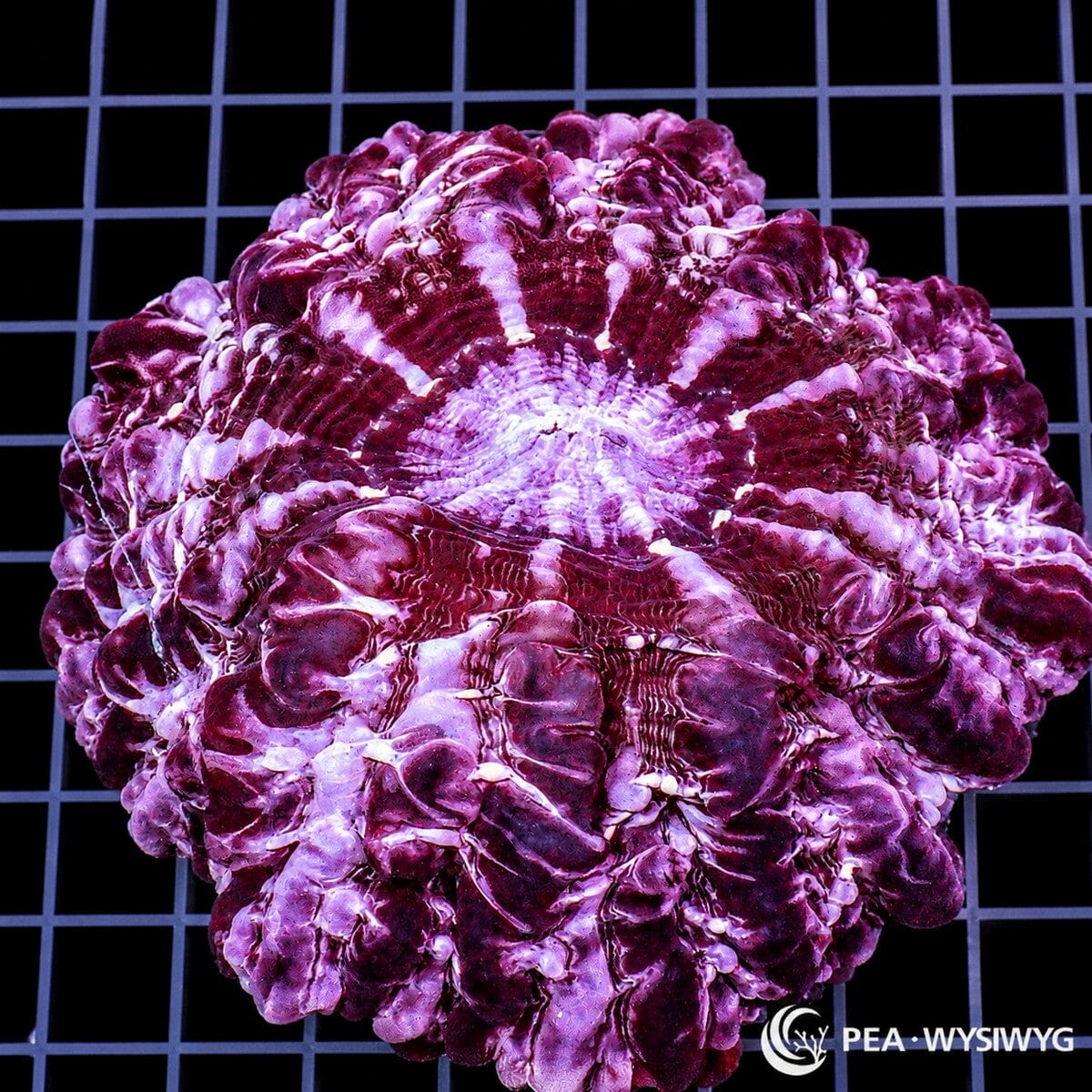 Purple Indophyllia Coral Colony