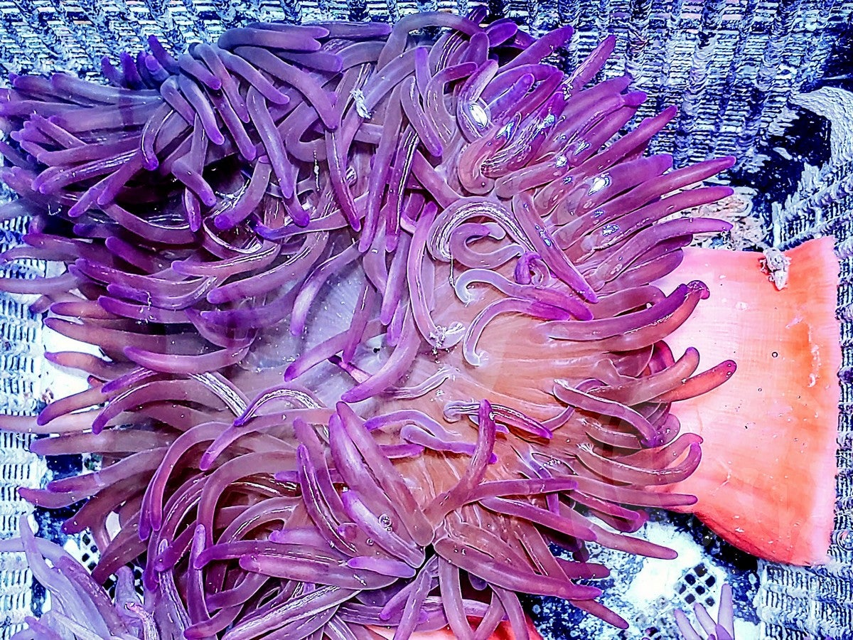 Purple Macrodactyla doreensis Anemone - WYSIWYG