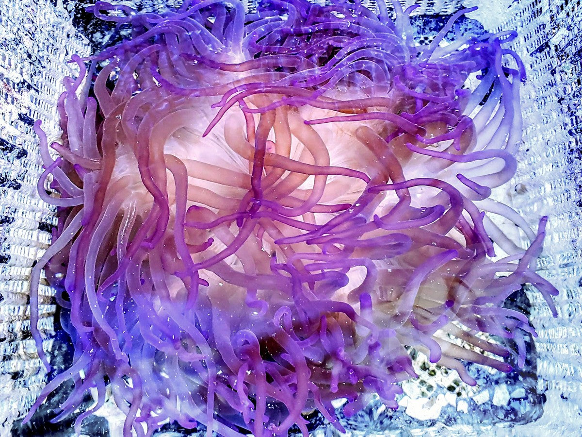 Purple Macrodactyla doreensis Anemone - WYSIWYG