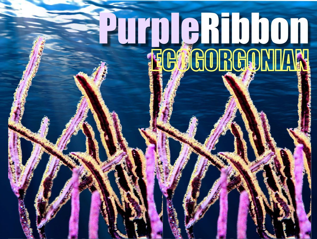 Purple Ribbon Photosynthetic Gorgonian Pterogorgia anceps