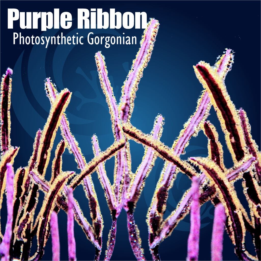 Purple Ribbon Photosynthetic Gorgonian Soft Coral