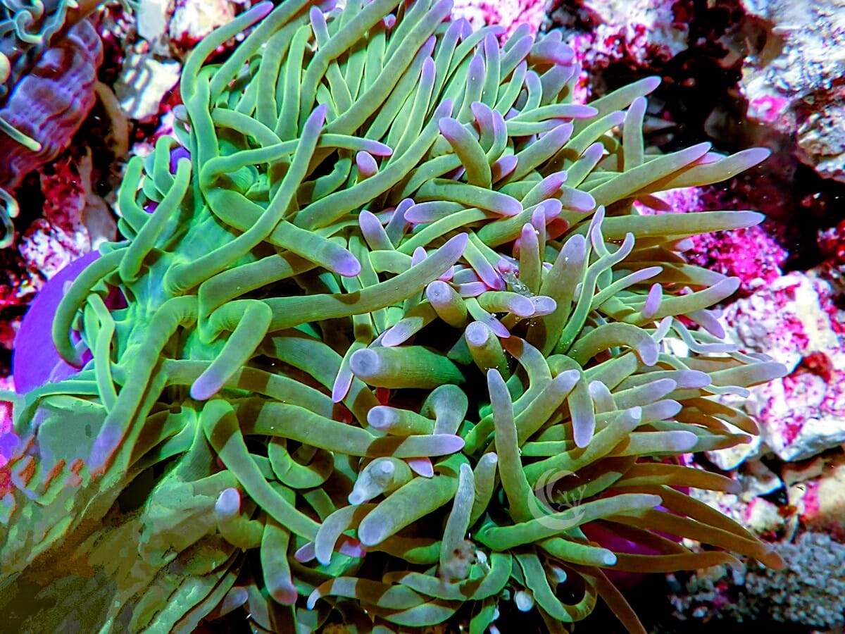 Radianthus magnifica