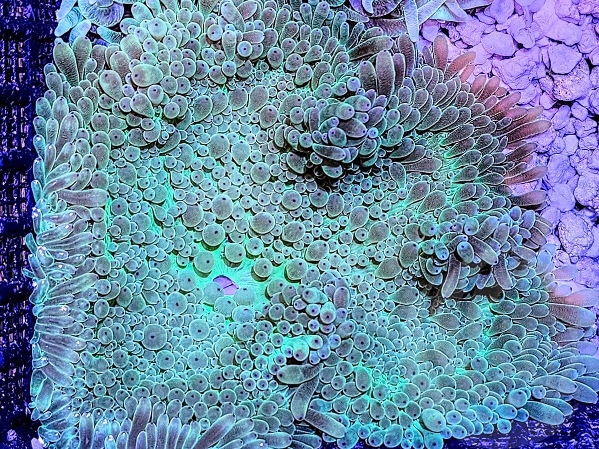 Purple tip Green Heteractis crispa Anemone - WYSIWYG