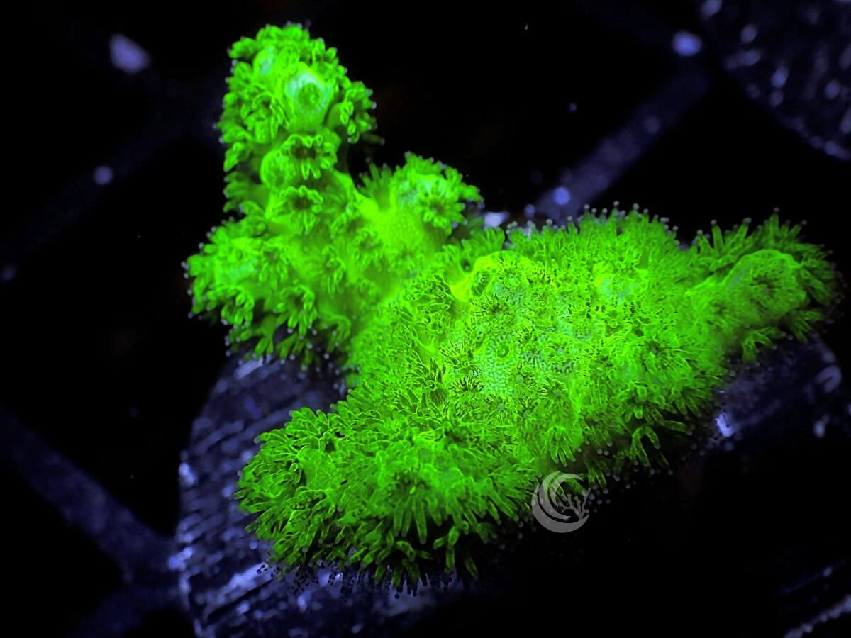 Pocillopora