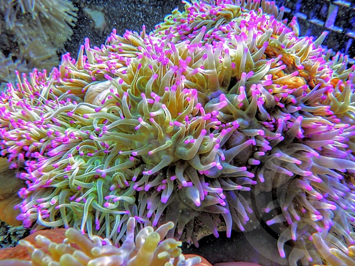 Radianthus magnifica