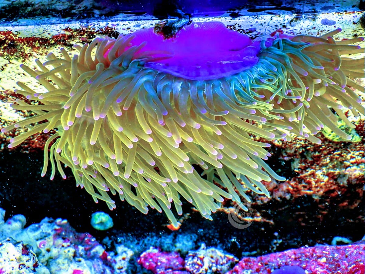 Radianthus magnifica