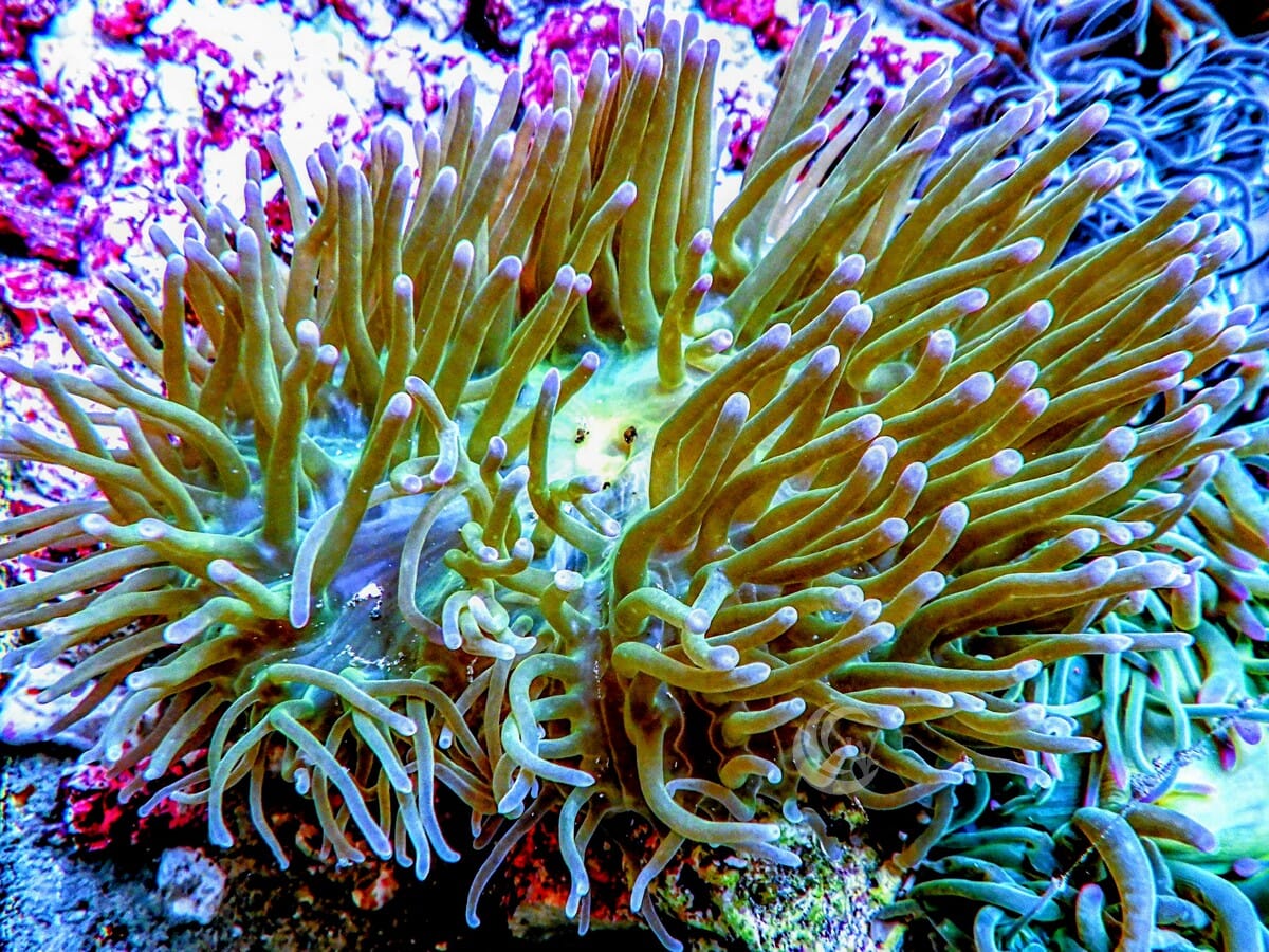 Radianthus magnifica