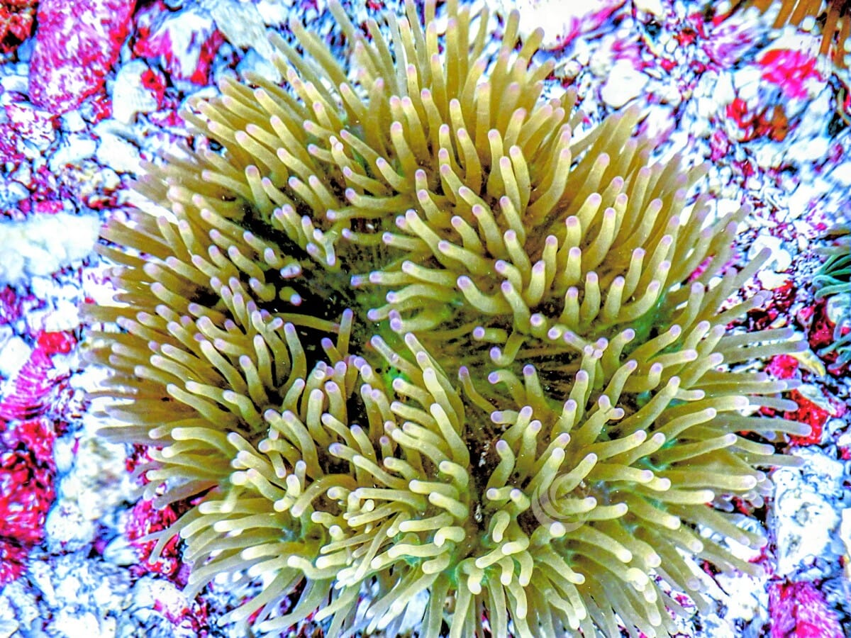 Radianthus magnifica