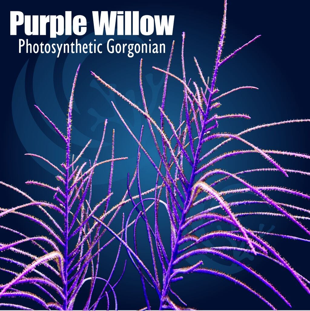 Purple Willow Photosynthetic Gorgonian Soft Coral