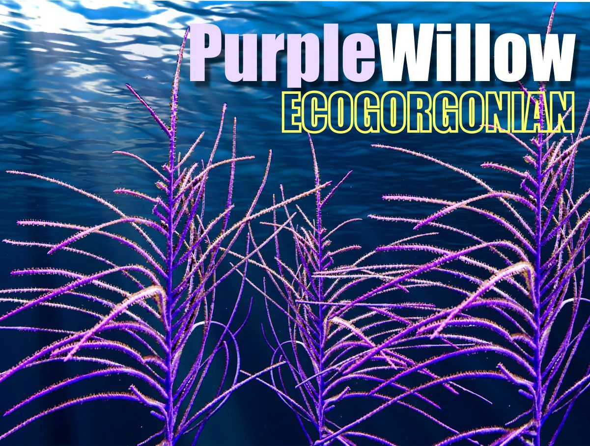 Purple Wispy Willow Photosynthetic Gorgonian Pseudopterogorgia bipinnata