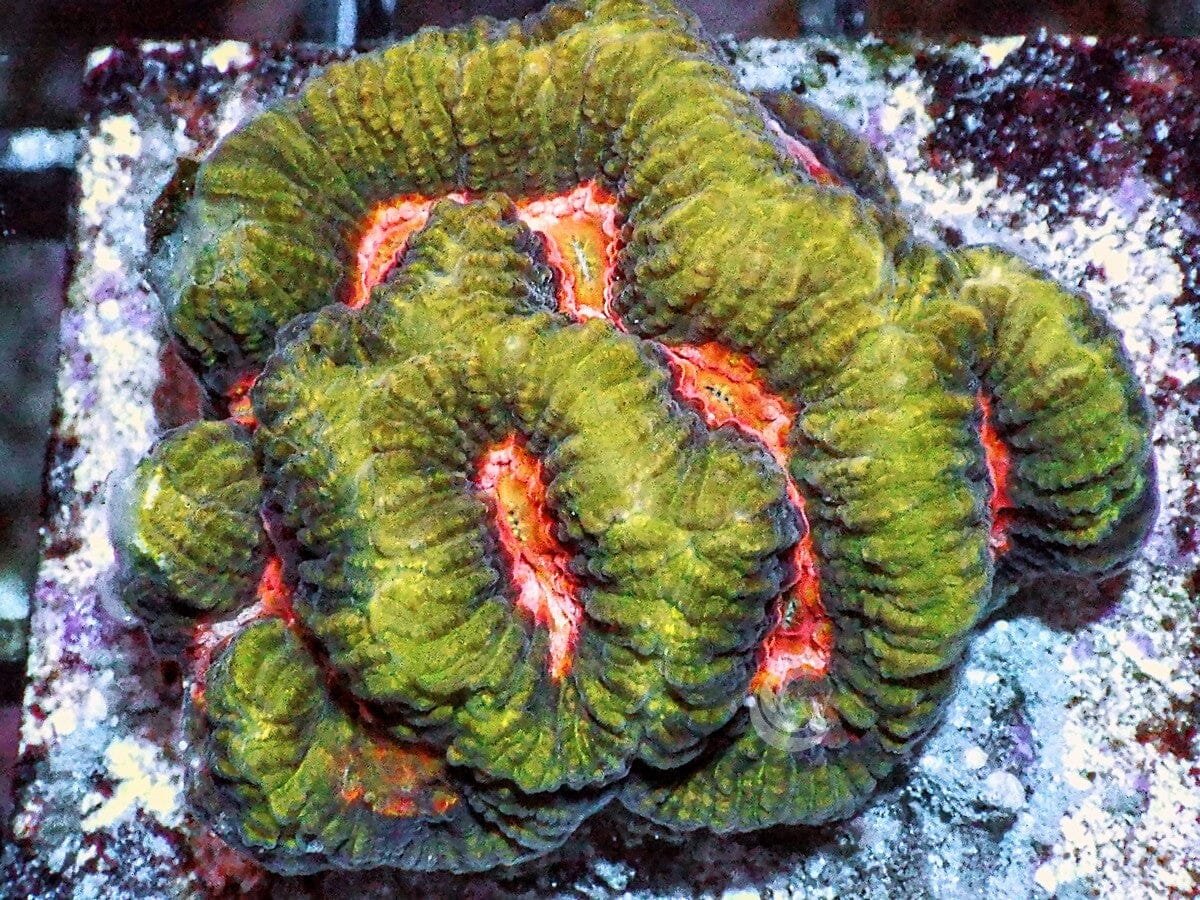 Trachyphyllia