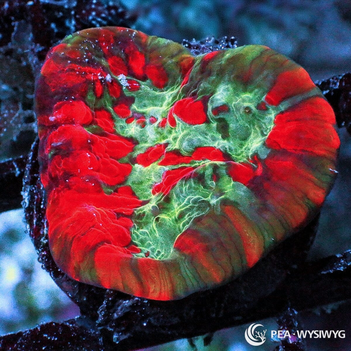 Rare Big Bang Oxypora Coral