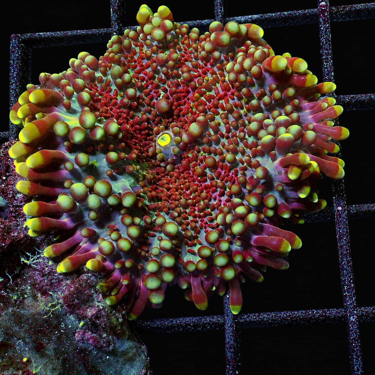 Rare Gems Ricordea Yuma Mushroom Coral
