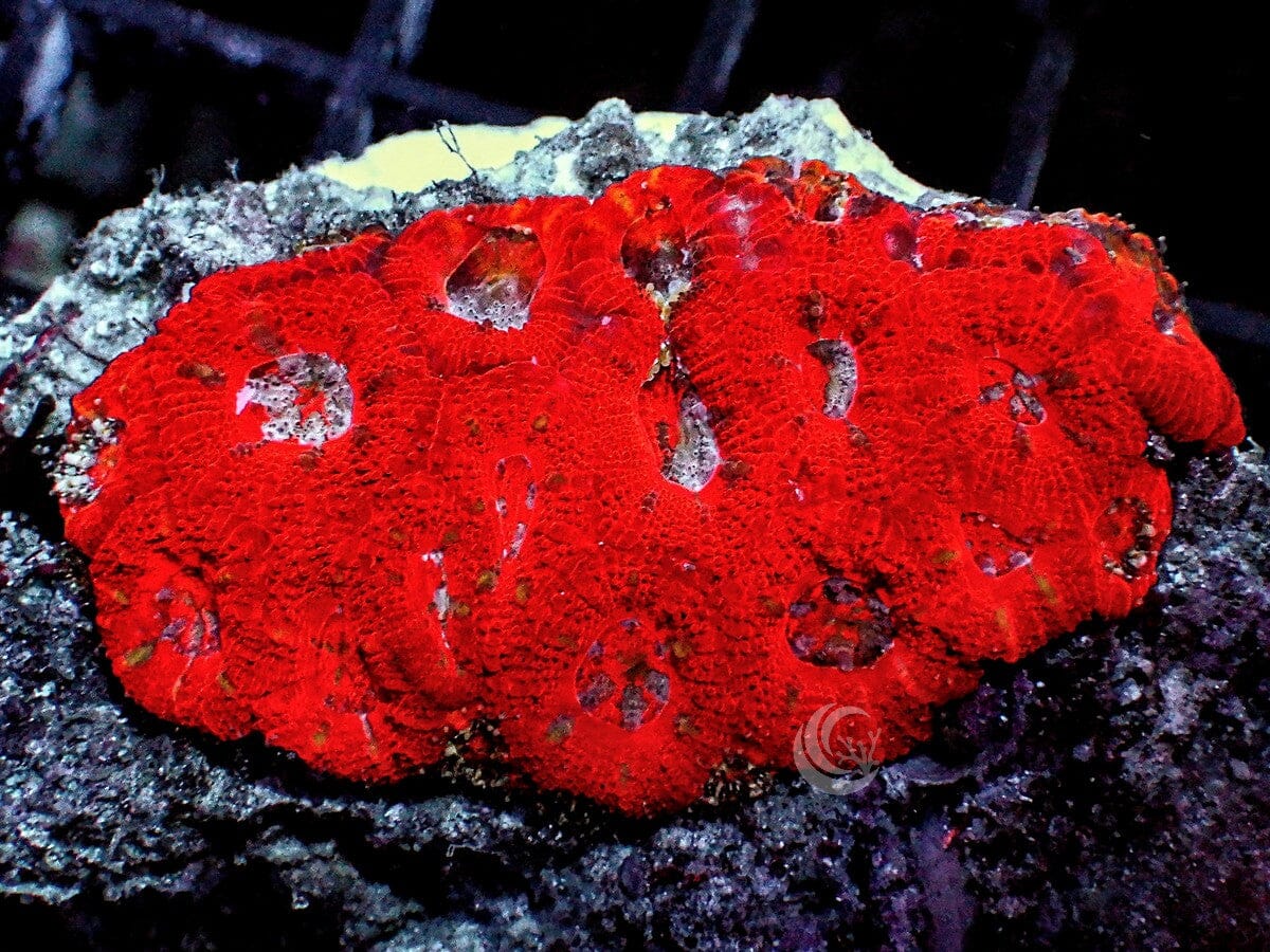 Micromussa amakusensis