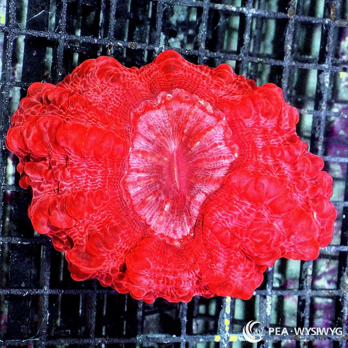 Red Cynarina Coral Colony