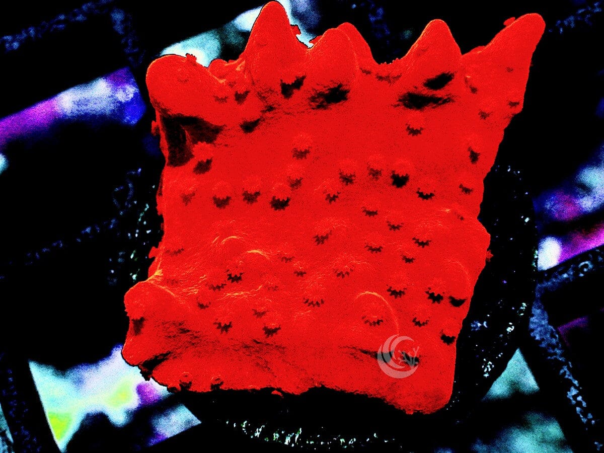 Montipora setosa