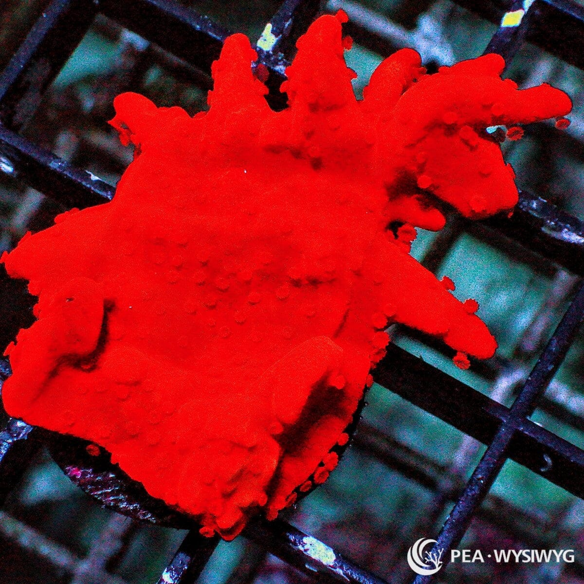 Red Hot Montipora setosa