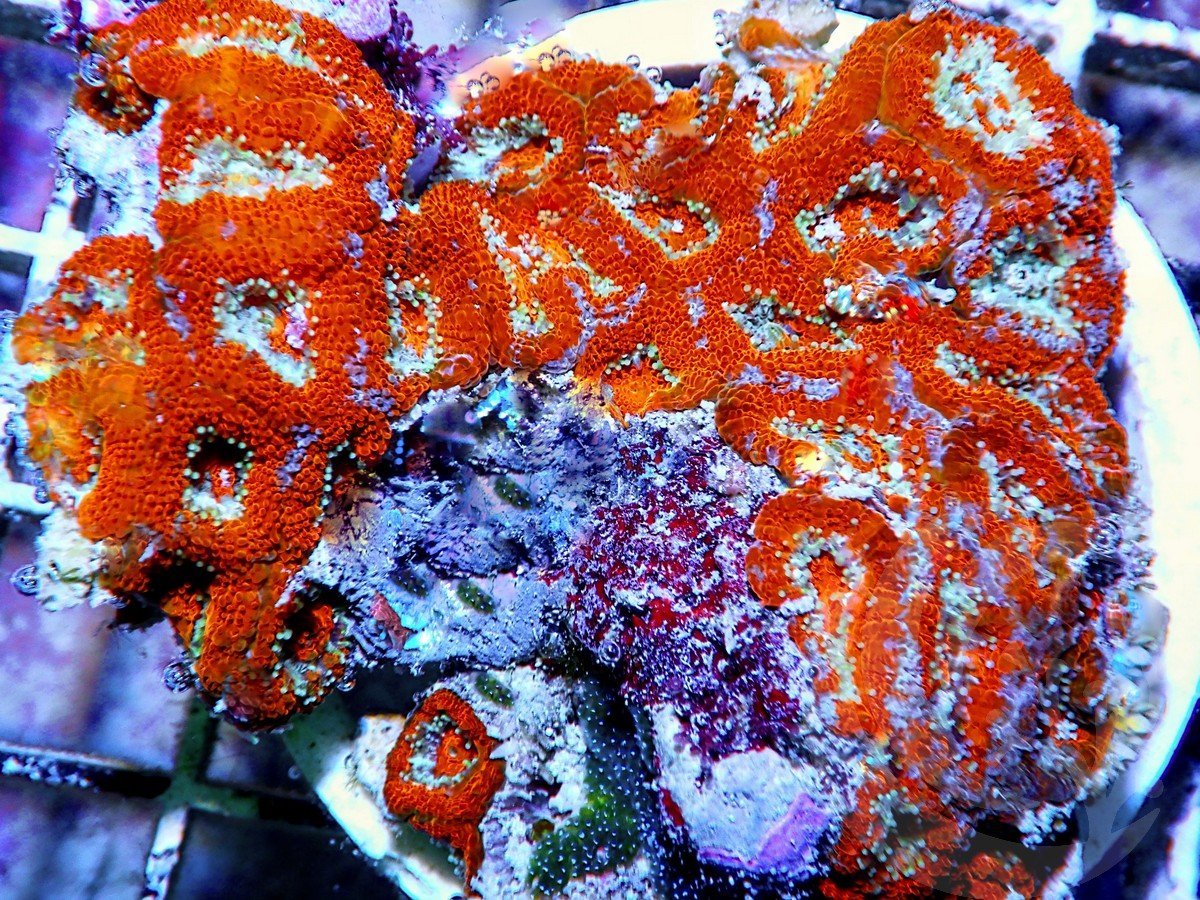 Micromussa amakusensis