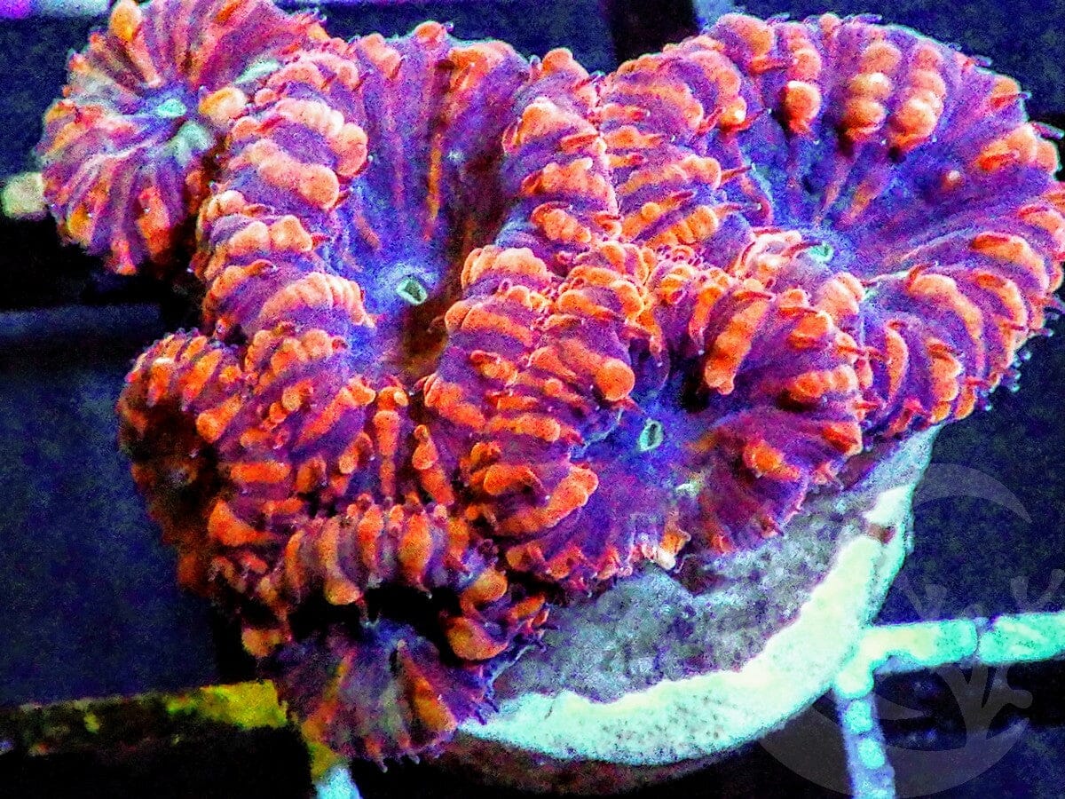 Micromussa amakusensis