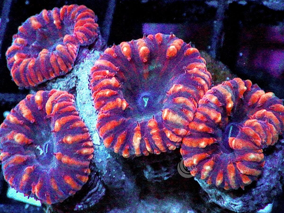 Micromussa amakusensis