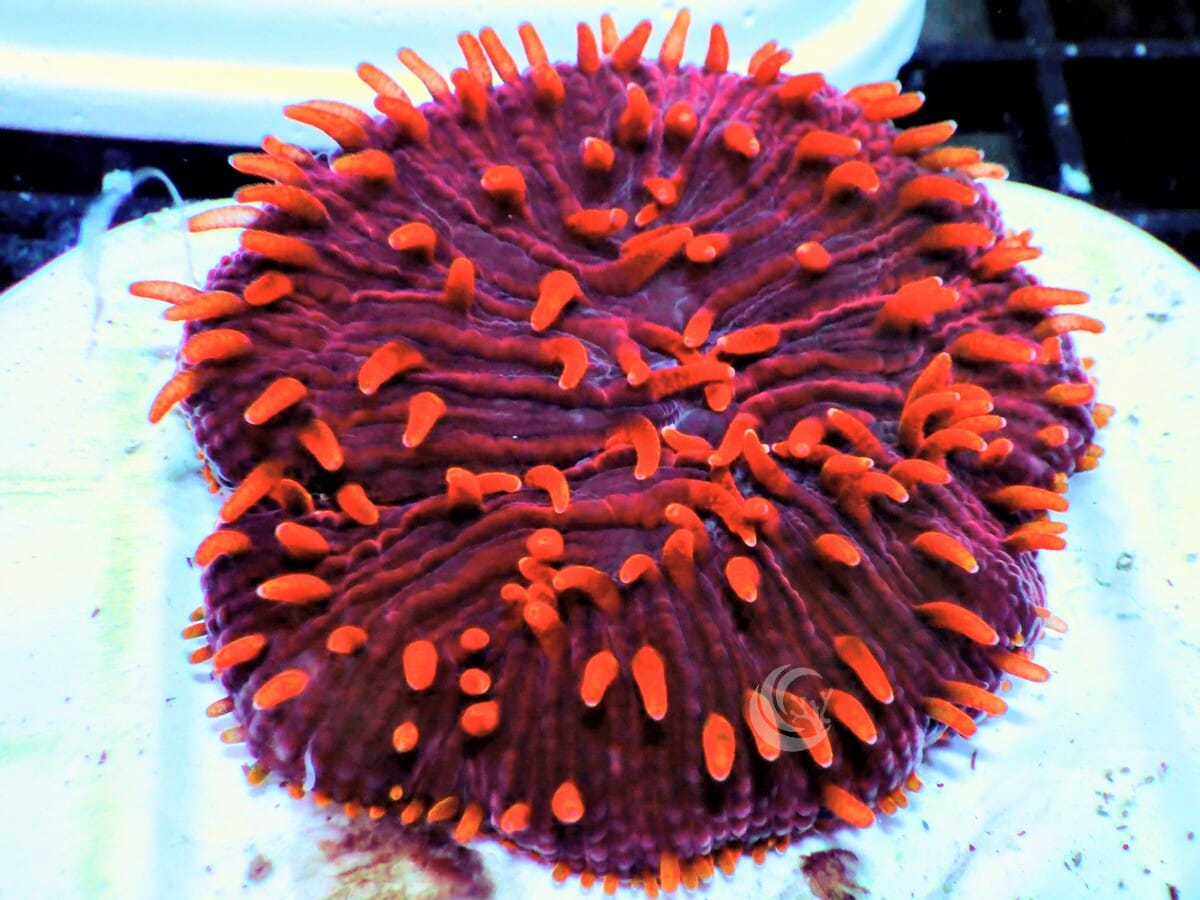 Cycloseris