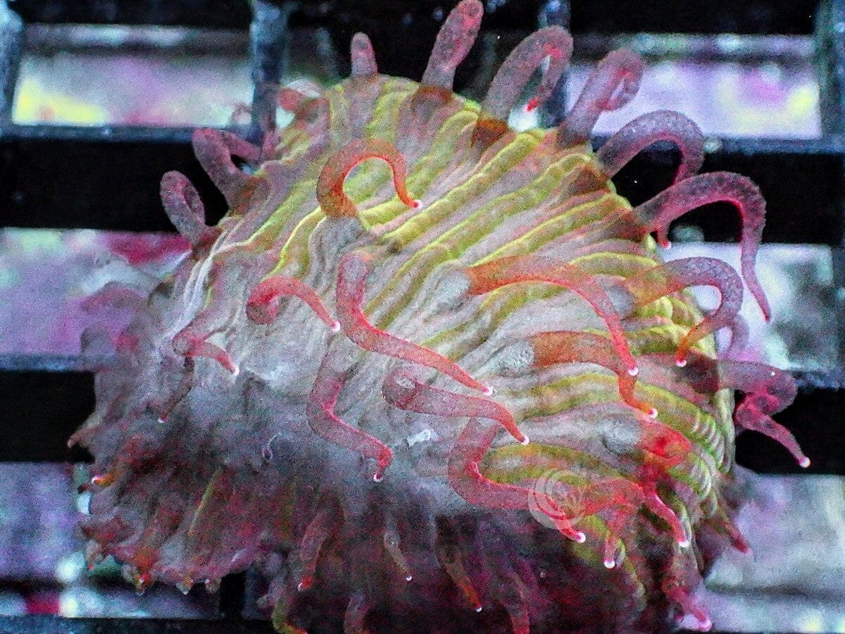 Cycloseris