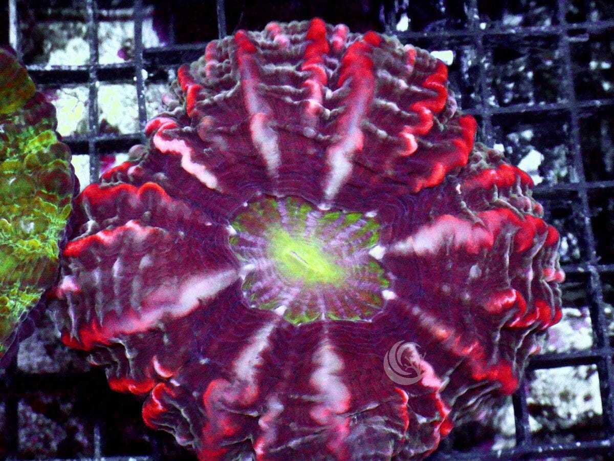 Indophyllia