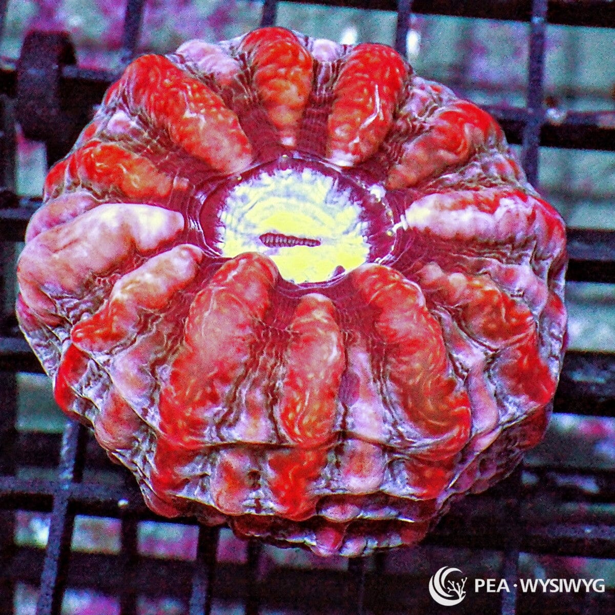Red Striped Indophyllia Coral Colony