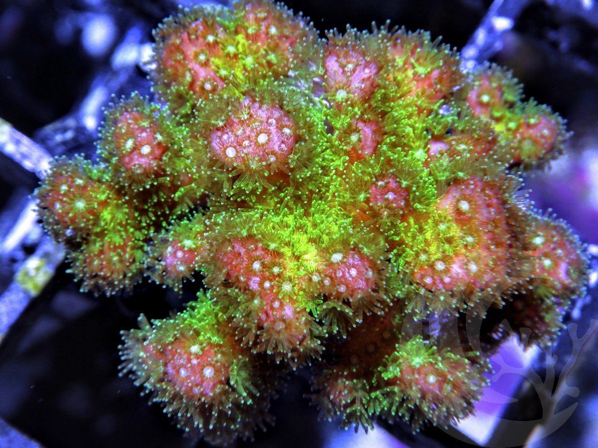 Pocillopora damicornis