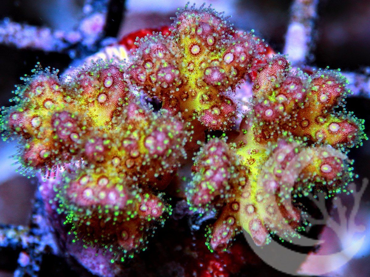 Pocillopora damicornis