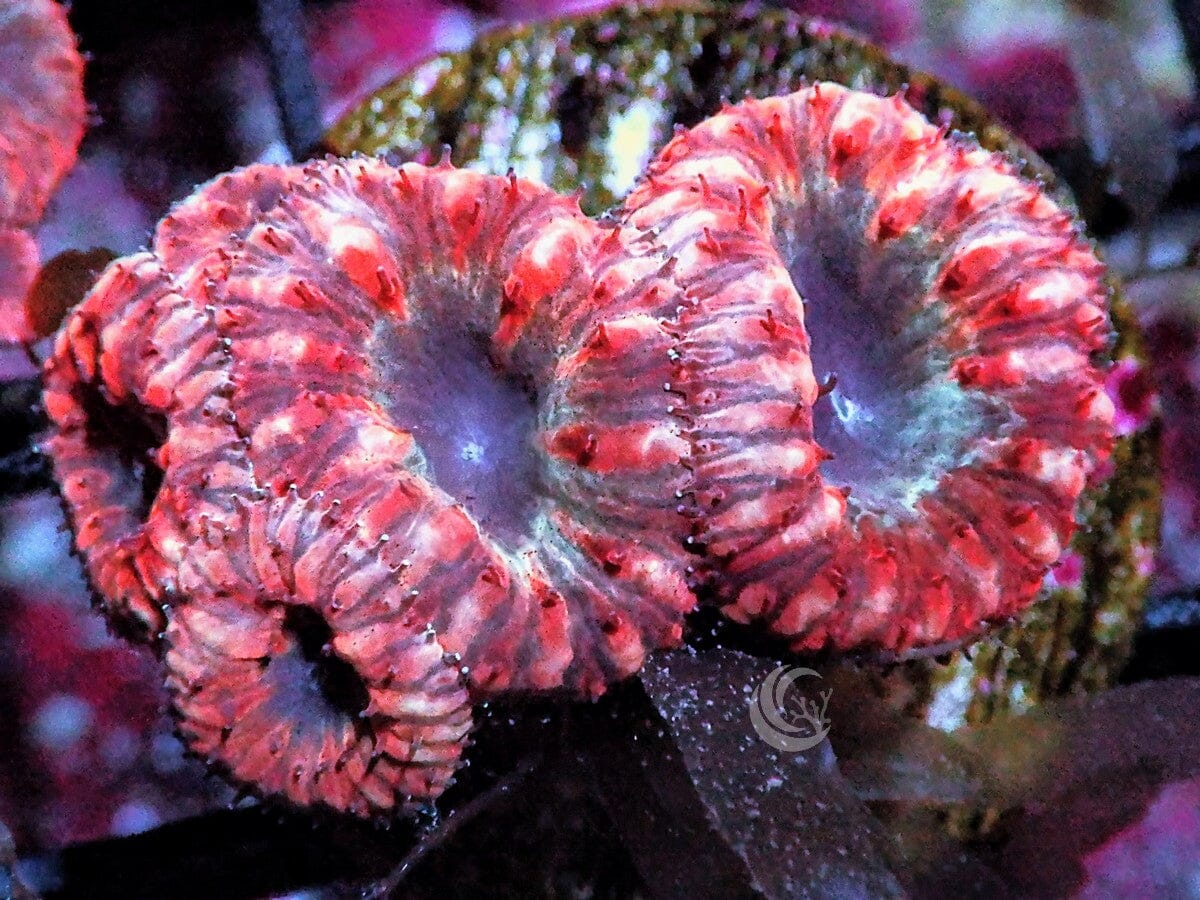 Micromussa amakusensis