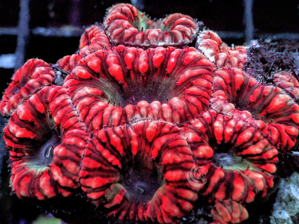 Micromussa amakusensis