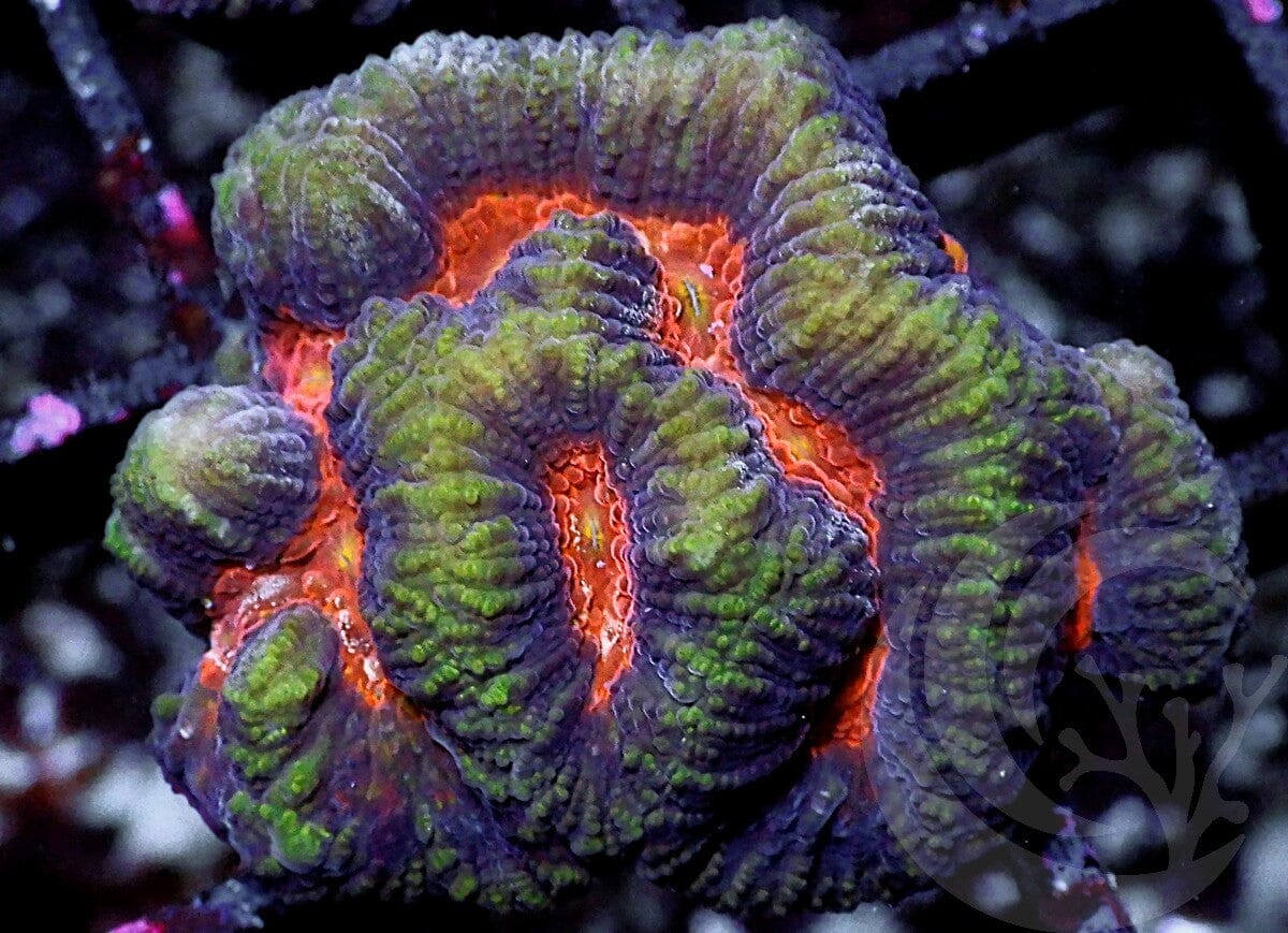 Ruby Platygyra